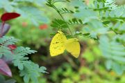 yellow_butterflies_like_acacia_01.jpg