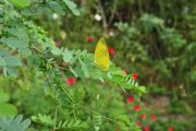 yellow_butterflies_like_acacia_03.jpg