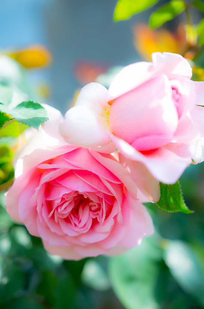 薔薇 ソニア リキエル Toshinonさんの庭 花 ガーデン写真集 みんなのガーデニング写真集