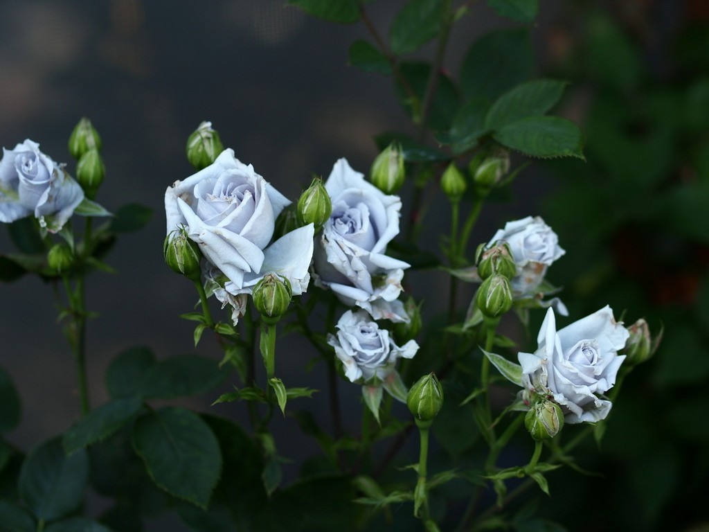 薔薇 青龍 Toshinonさんの庭 花 ガーデン写真集 みんなのガーデニング写真集