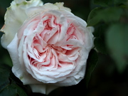 P5300010.jpg