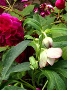 P6110014.jpg