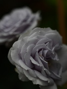 P6160013_1.jpg