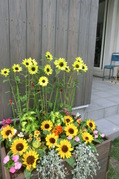 CIMG8709.JPG