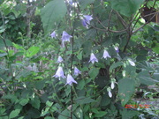 CIMG0034.JPG
