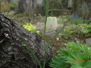 CIMG0068.JPG