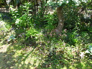 IMG_0386.JPG