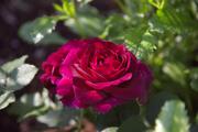 V1305N3374.jpg
