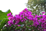 DSC_0376.JPG