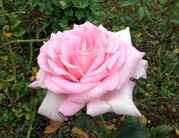 pink_rose.JPG