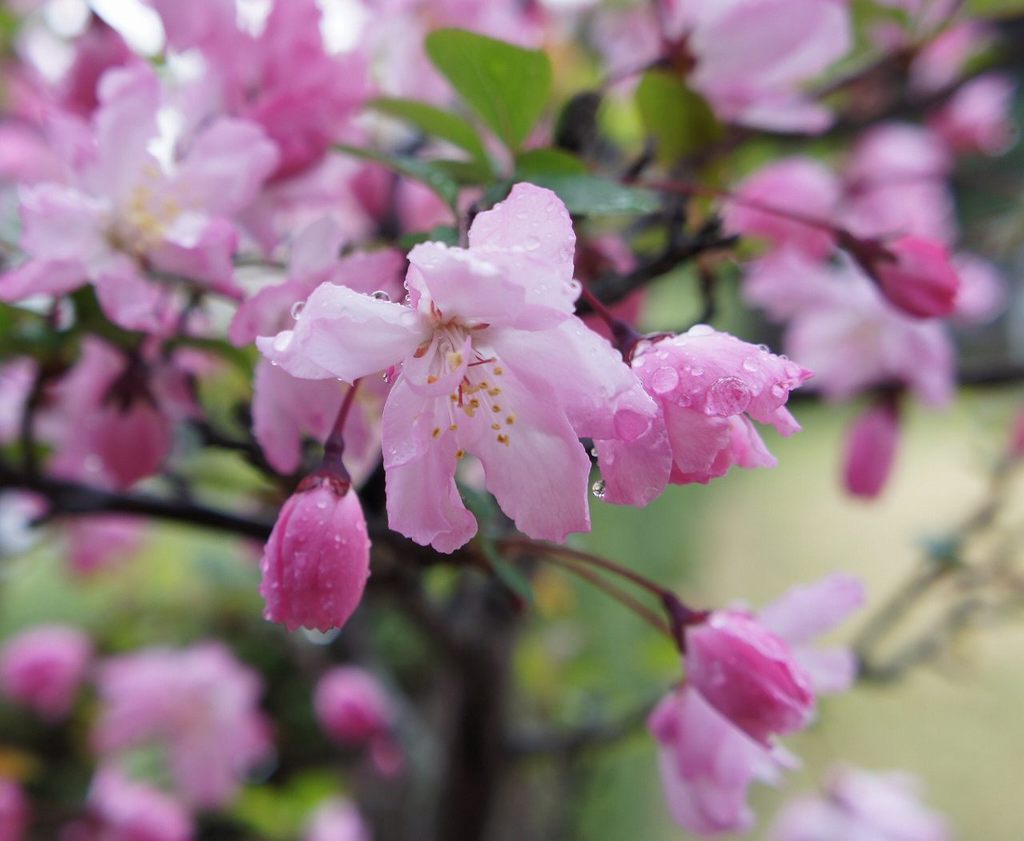 花かいどうが開花 Rose Marieさんの庭 花 ガーデン写真集 みんなのガーデニング写真集 花かいどうが開花 Rose Marieさんの庭 花 ガーデン写真集 みんなのガーデニング写真集