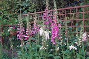 2013_05_04_004.jpg