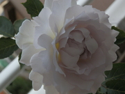 20130513_05.JPG