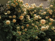 20130513_51.JPG