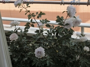 20130514_31.JPG