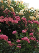 20130517_29.JPG