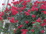 20130517_43.JPG