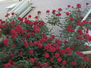 20130517_60.JPG