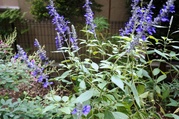 DSC00730.JPG