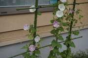 DSC03233.JPG