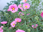 DSCF6002.JPG