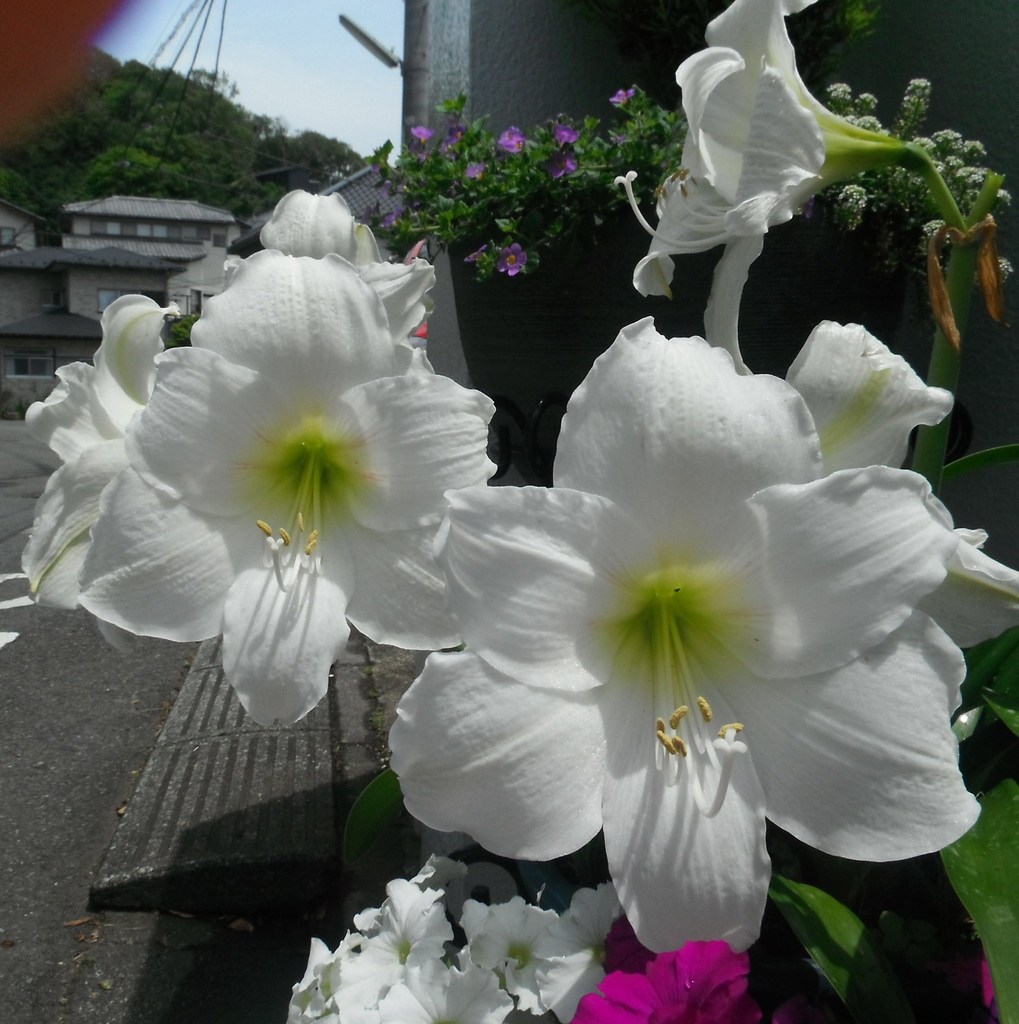 白アマリリス あうんさんの庭 花 ガーデン写真集 みんなのガーデニング写真集