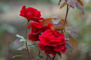 DSC_0069.JPG
