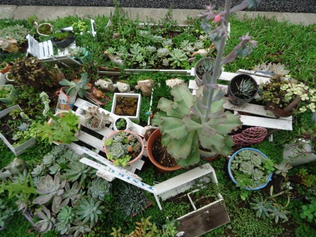 北側に地植えの多肉ガーデン 楽楽さんの庭 花 ガーデン写真集 みんなのガーデニング写真集