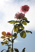 IMG_6852.jpg