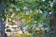 DSC_0166.jpg