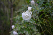 DSC_0614.jpg