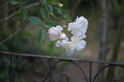 DSC_0882.jpg