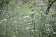 DSC_1170.jpg