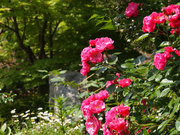 20130512_04.jpg