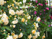 20130512_12.jpg