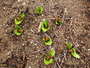 P1020177.JPG