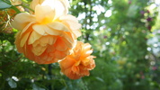 DSC03695.JPG