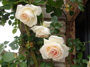 DSC05197.JPG