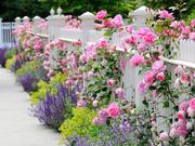 combining-plants-roses-salvia-catmint-ladys-mantle-fence.jpg