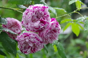 IMGP2447.JPG