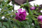 IMGP2483.JPG