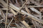 DSC_1189_0.JPG
