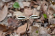 DSC_1547.JPG