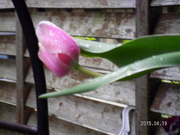SANY0069_0.JPG