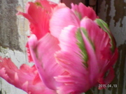 SANY0077.JPG