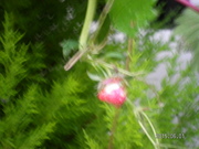 SANY0188.JPG