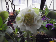 SANY0557.JPG
