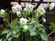 SANY0565_0.JPG