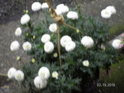 SANY0567.JPG