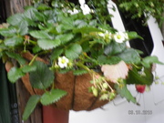 SANY0570.JPG